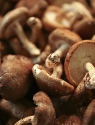 Medicinal Mushrooms: A Natural Medicine