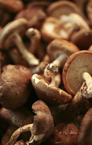 Medicinal Mushrooms: A Natural Medicine