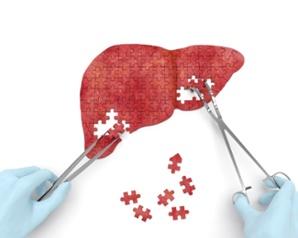 A Closer Look at Your Liver