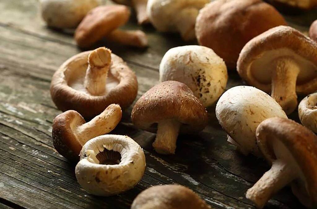 What are the Health Benefits of Mushrooms?
