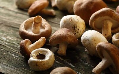What are the Health Benefits of Mushrooms?