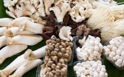 Mushrooms for Immunity and Health