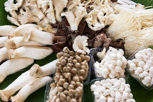 Mushrooms for Immunity and Health