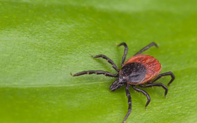 Lyme Disease: The Top Facts on Lyme Disease Symptoms, Myths, and Treatment Options. Learn How AHCC Can Help.
