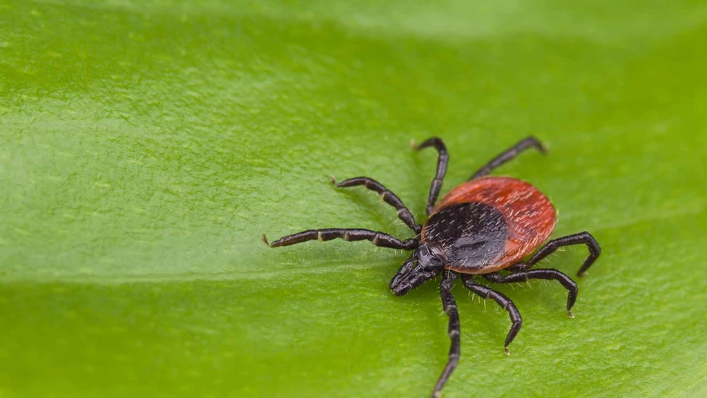 Lyme Disease: The Top Facts on Lyme Disease Symptoms, Myths, and Treatment Options. Learn How AHCC Can Help.