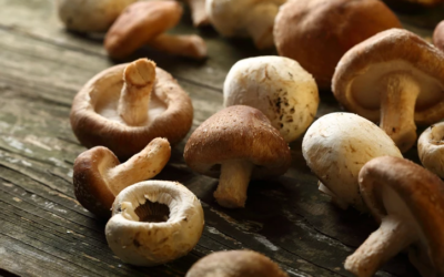 What are the Health Benefits of Mushrooms?